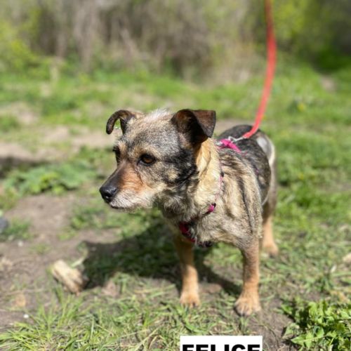 Felice se trouve dans un refuge en ukraine #4