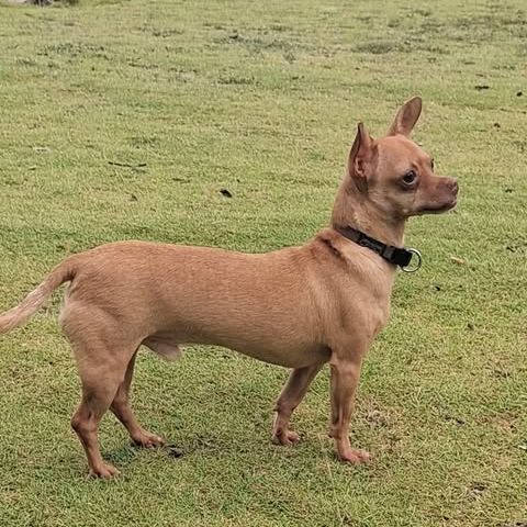 Coco, le chouette créole #4