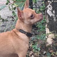 Coco, le chouette créole #6