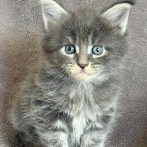 Chatons maine coon #0