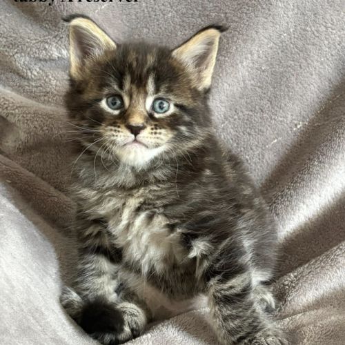 Chatons maine coon #2