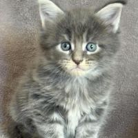 Chatons maine coon