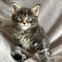 Chatons maine coon #2