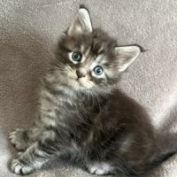 Chatons maine coon #3
