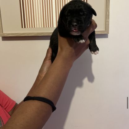 Chiot berger du caucase