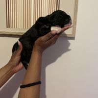 Chiot berger du caucase #1