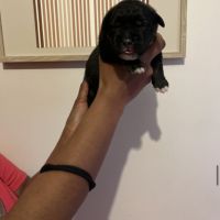 Chiot berger du caucase #0