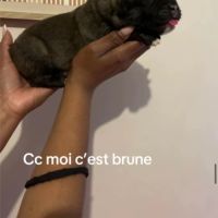 Chiot berger du caucase #3