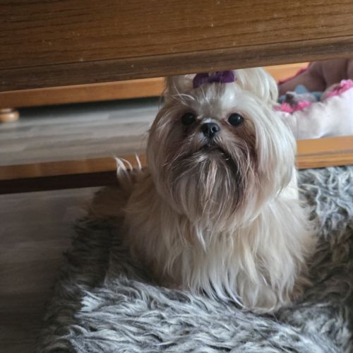 Shih tzu femelle #2