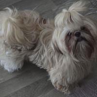 Shih tzu femelle #1