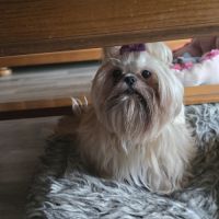 Shih tzu femelle #2
