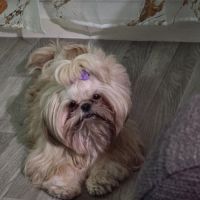 Shih tzu femelle