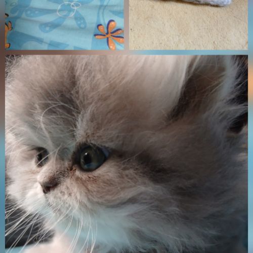 A réserver chatons persans #4