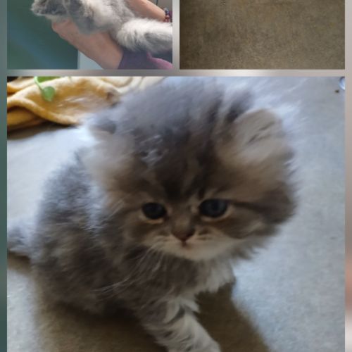 A réserver chatons persans #5