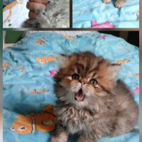 A réserver chatons persans