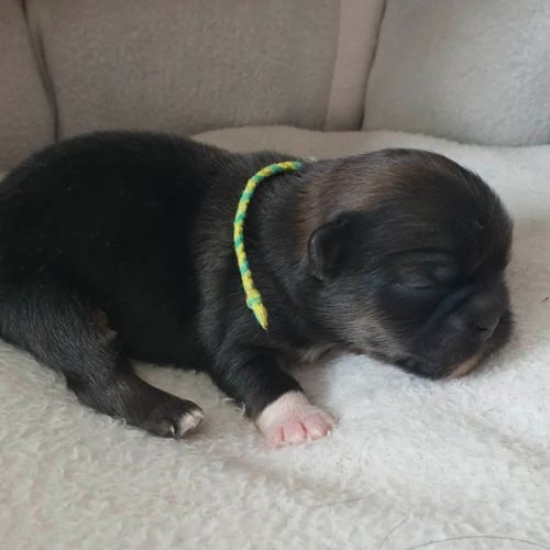 Adorable chiots epagneul tibétain lof #1