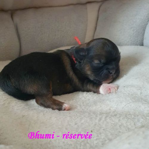 Adorable chiots epagneul tibétain lof #3