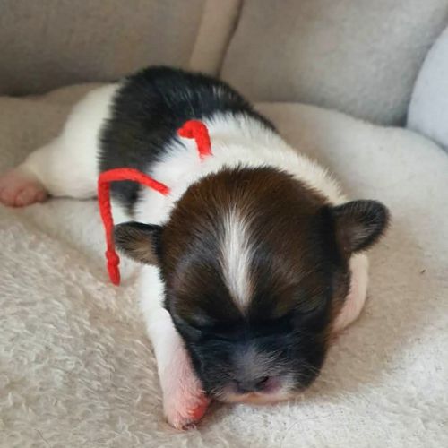 Adorable chiots epagneul tibétain lof #4