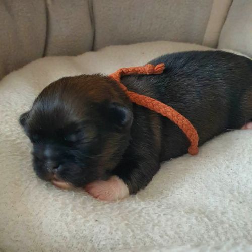 Adorable chiots epagneul tibétain lof