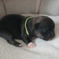 Adorable chiots epagneul tibétain lof #1