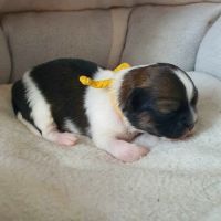 Adorable chiots epagneul tibétain lof #2