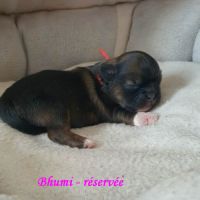 Adorable chiots epagneul tibétain lof #3