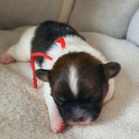 Adorable chiots epagneul tibétain lof #4