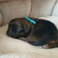 Adorable chiots epagneul tibétain lof #5