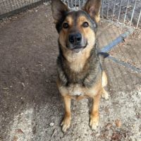 Tucker recherche famille d'accueil ou d'adoption #1