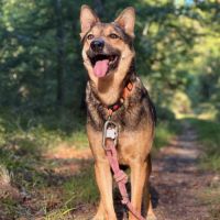 Tucker recherche famille d'accueil ou d'adoption #2