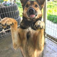 Tucker recherche famille d'accueil ou d'adoption #4