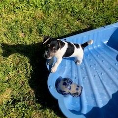 Chiots jack russel lof cherchent famille #1