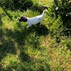 Chiots jack russel lof cherchent famille #3