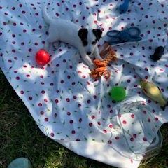 Chiots jack russel lof cherchent famille