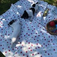Chiots jack russel lof cherchent famille #2
