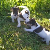 Chiots jack russel lof cherchent famille #5