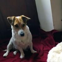 Chiots jack russel lof cherchent famille #6