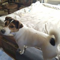 Chiots jack russel lof cherchent famille #7