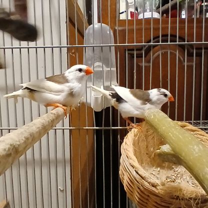 Vend 1 femelle et 1 mâle mandarin