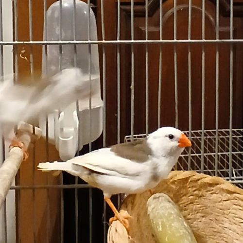 Vend 1 femelle et 1 mâle mandarin #2