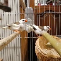 Vend 1 femelle et 1 mâle mandarin #0