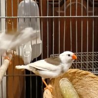 Vend 1 femelle et 1 mâle mandarin #2