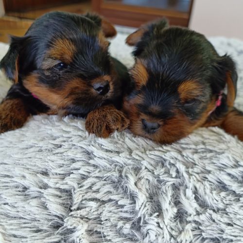 Chiots yorkshire terrier #2