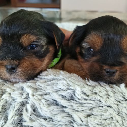Chiots yorkshire terrier #0