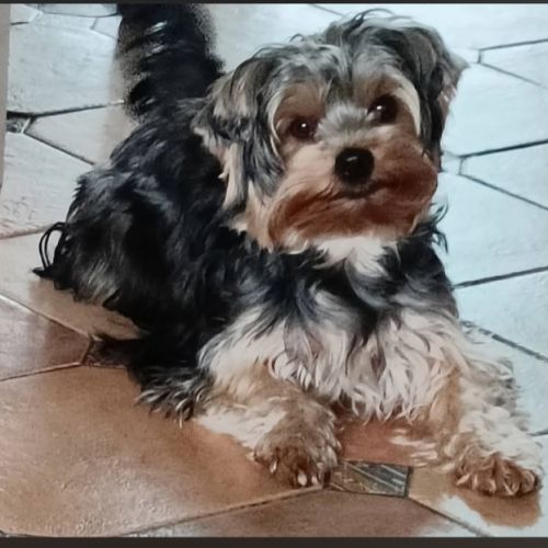 Chiots yorkshire terrier #4