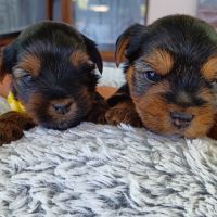 Chiots yorkshire terrier #1