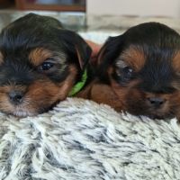 Chiots yorkshire terrier