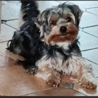 Chiots yorkshire terrier #4