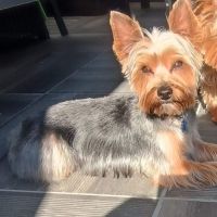 Chiots yorkshire terrier #5