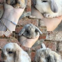 Lapin mini lop #3